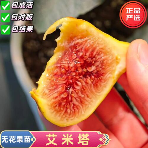 耐寒无花果树苗砂糖心南北方种植