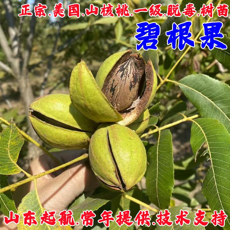 碧根果树果苗美国嫁接山核桃树薄壳核桃苗南北方四季种植当年结果