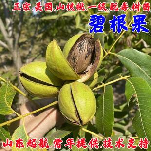 碧根果树果苗美国嫁接山核桃树薄壳核桃苗南北方四季种植当年结果