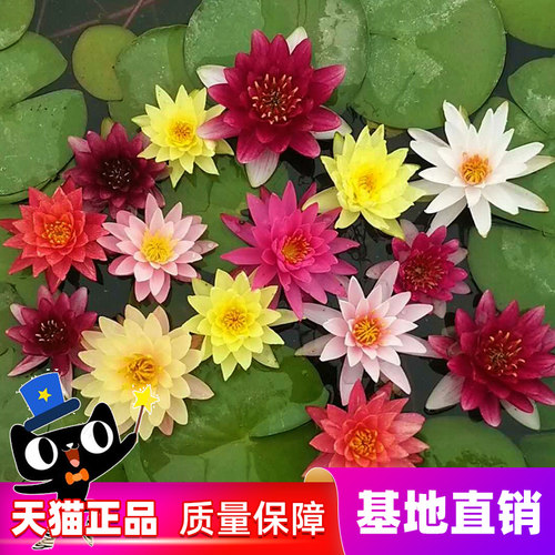 睡莲水培植物四季种植室内外水养