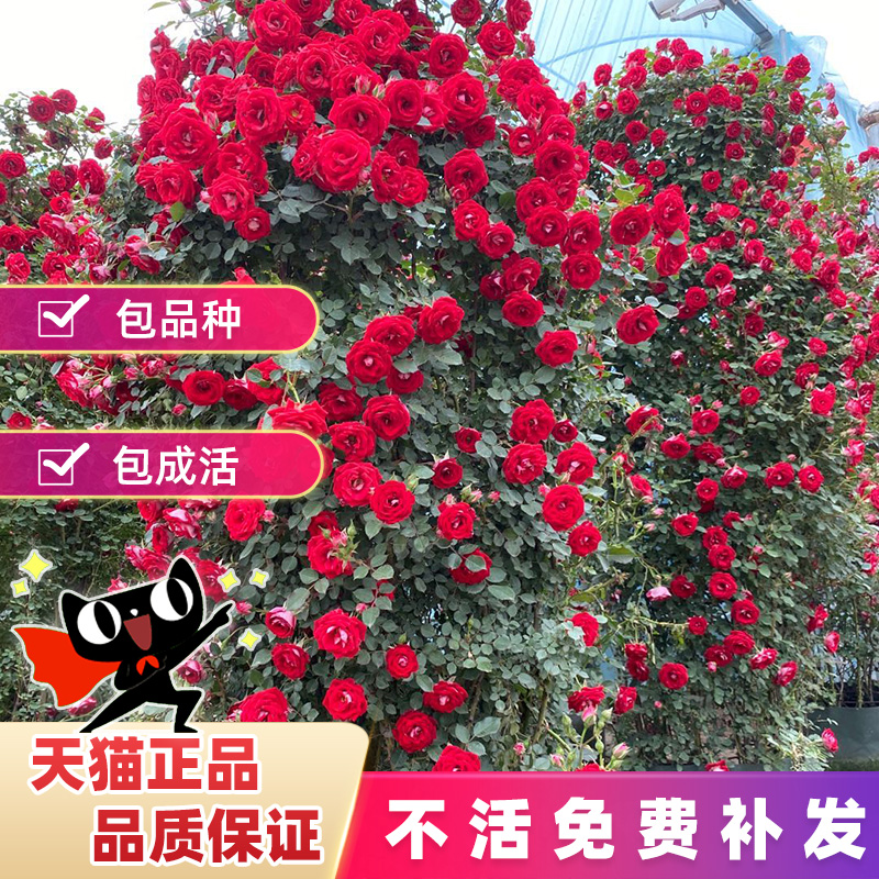 爬藤月季室内外四季开花不断