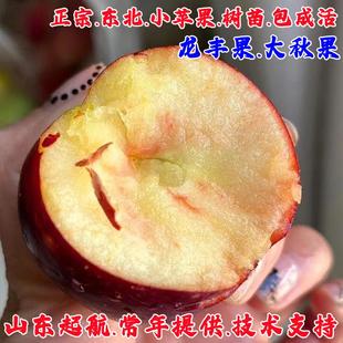 嫁接东北龙丰果小苹果树苗脆甜耐寒大秋果沙果苹果苗南北方种植苗