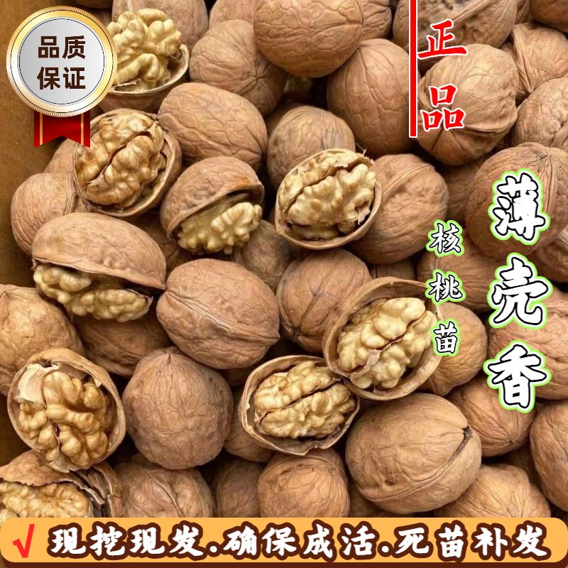 嫁接薄壳香纸皮核桃树苗耐寒旱图片