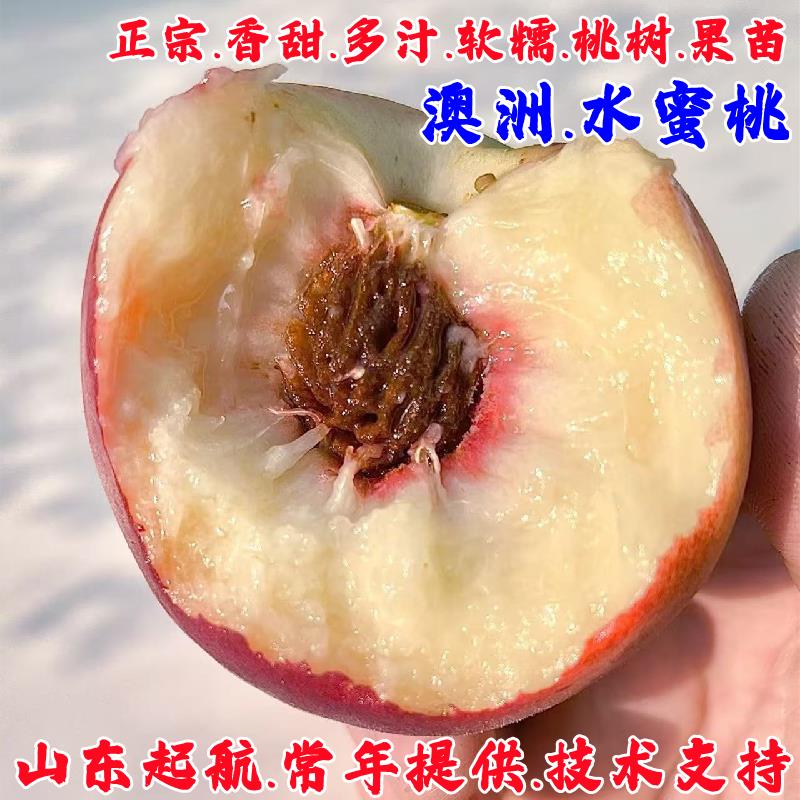 特大桃树果苗嫁接澳洲水蜜桃