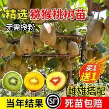 猕猴桃树果苗公母同株红心绿心徐香弥猴桃苗南方北方四季种植结果