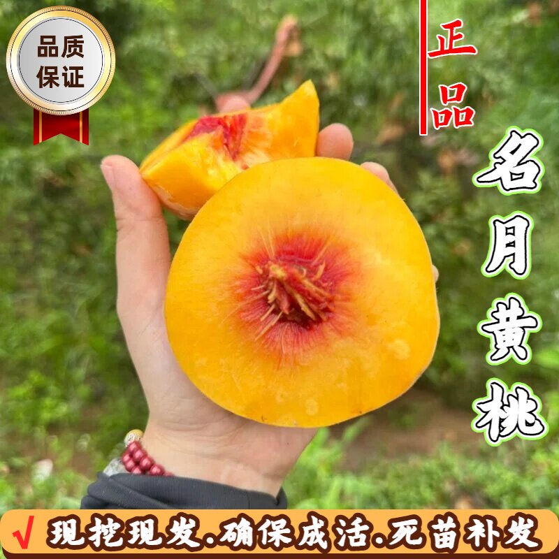 晚熟脆甜黄桃树苗果苗嫁接日本名月黄桃树庭院盆栽南北方四季种植
