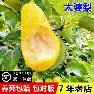 正宗太婆梨树苗脆甜梨子果树苗盆栽地栽南北方种植当年结果果树苗