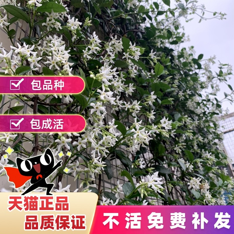 风车茉莉爬藤植物花卉耐寒大苗好养垂丝阳台盆栽常青植物四季种植,鲜花速递/花卉仿真/绿植园艺,时令草本花卉,淘宝优惠券,粉丝福利购,淘宝优惠卷