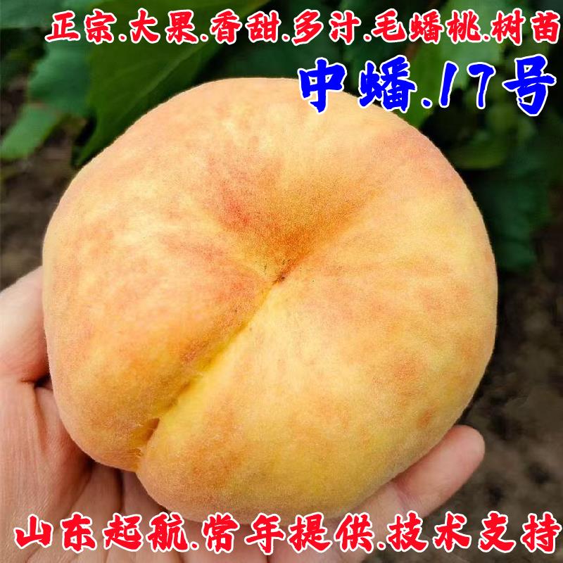 彩虹黄金毛蟠桃树苗嫁接桃树