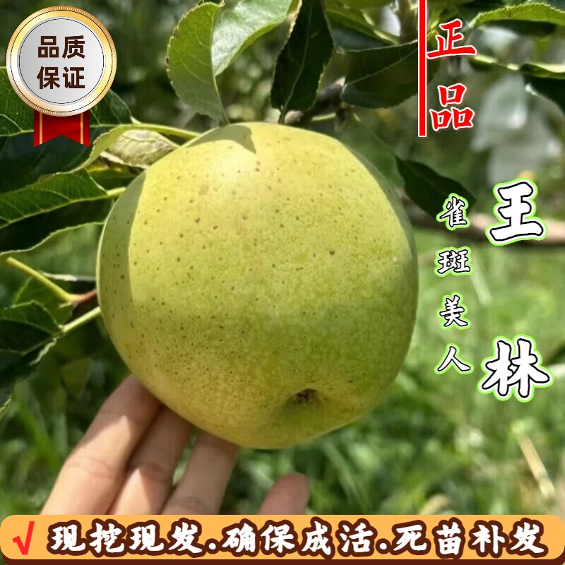 矮化嫁接苹果苗盆栽南北方可种图片