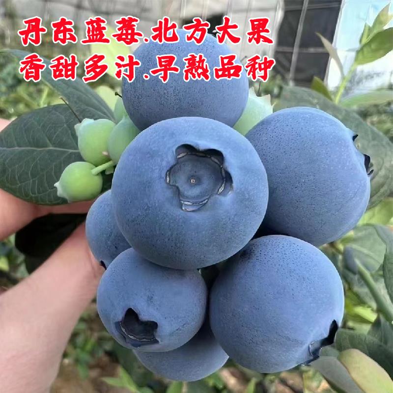 耐寒大果丹东蓝莓树果苗盆栽带土带果北方抗冻花香蓝莓苗南方种植