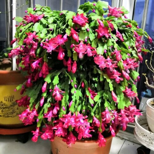 蟹爪兰盆栽室内外四季种植开花