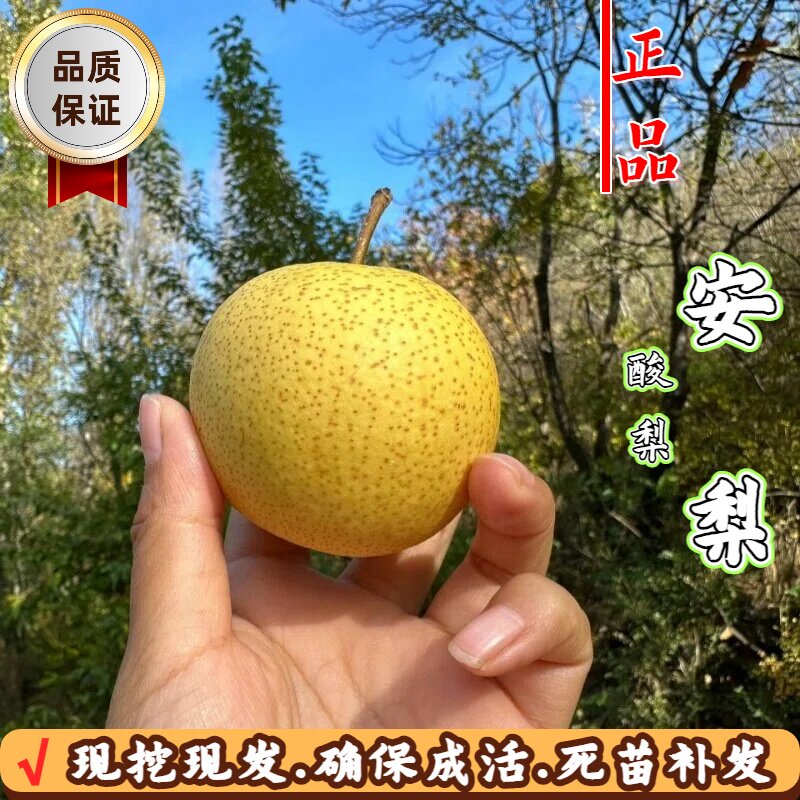 嫁接冻梨果苗安梨苗耐寒酸甜酸梨树盆栽庭院南北方种植当年结果苗