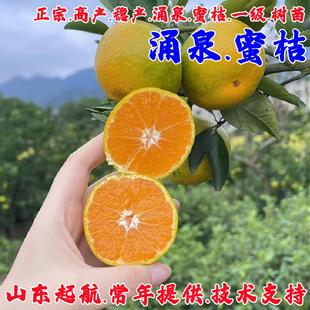 橘子树果苗无核涌泉蜜桔树常绿柑橘苗盆栽地栽南方北方四季种植苗