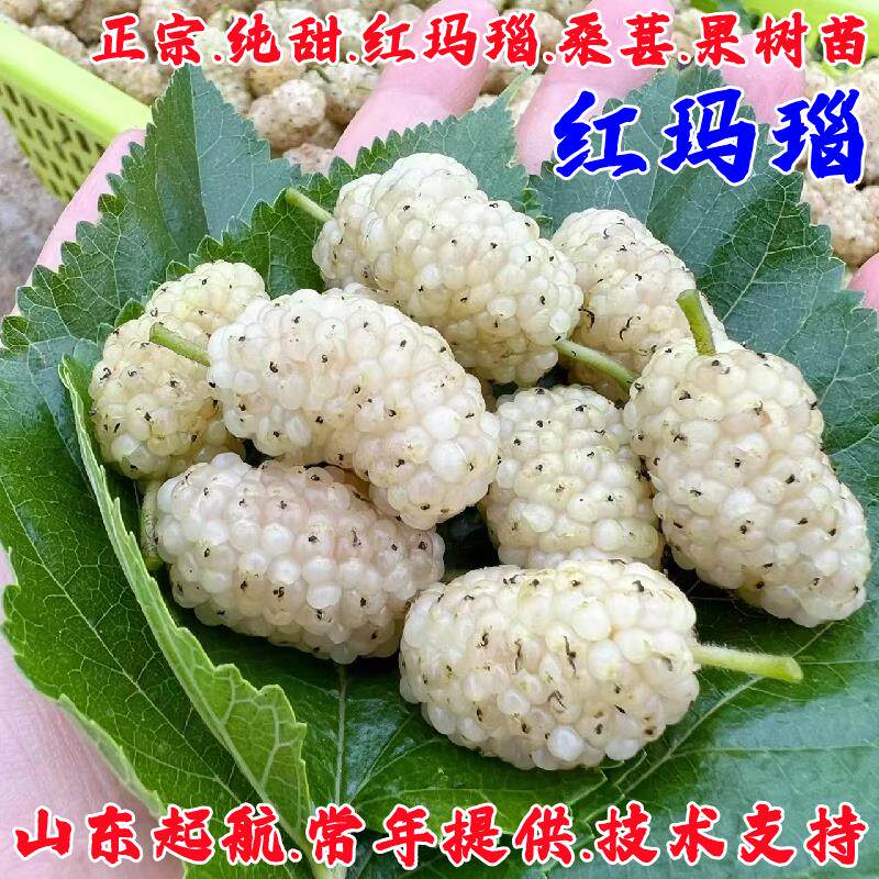 白色红玛瑙桑葚树苗果桑苗盆栽地栽耐寒桑葚苗南北方种植当年结果