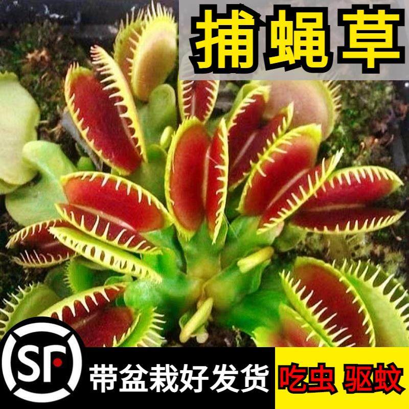 捕蝇草猪笼草食虫草食人花驱蚊草捕蚊草食蚊草超大捕虫草趣味盆栽,鲜花速递/花卉仿真/绿植园艺,食虫植物,淘宝优惠券,粉丝福利购,淘宝优惠卷