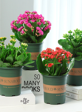 长寿花盆栽重瓣金狐狸大花带花苞花苗四季室内开花好养的花卉植物