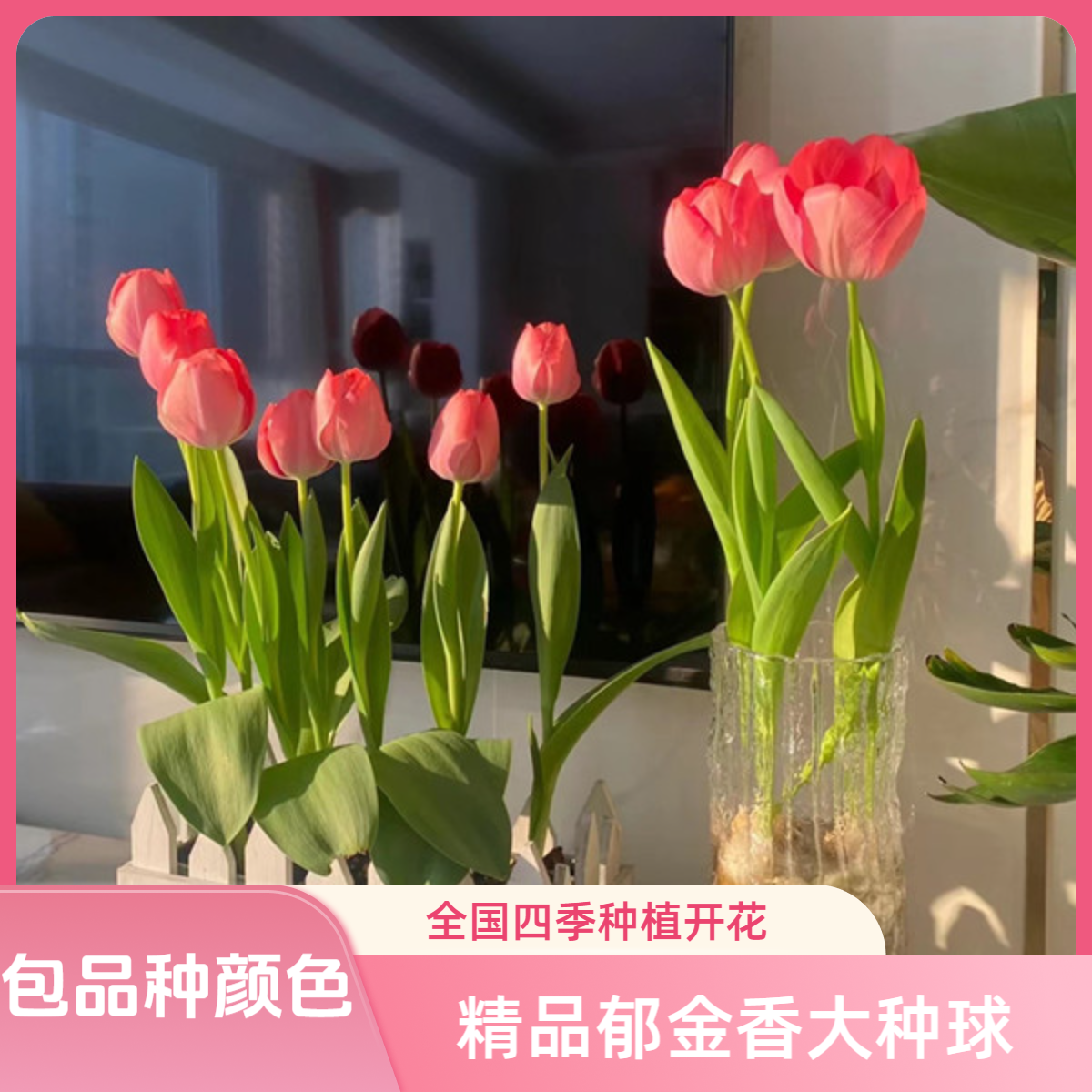 郁金香种球荷兰进口土培水培耐寒盆栽植物种子室内外四季种植花卉