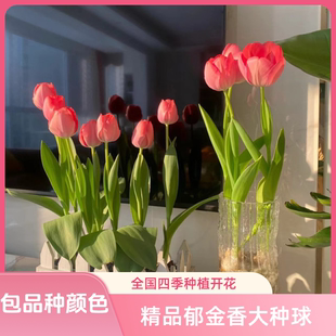 郁金香种球荷兰进口土培水培耐寒盆栽植物种子室内外四季种植花卉
