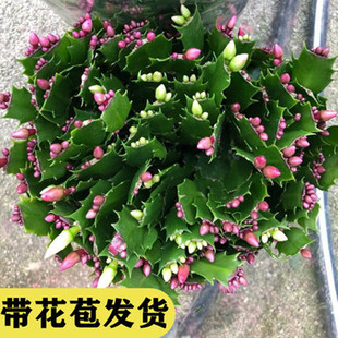 蟹爪兰盆栽带花苞多色重瓣进口嫁接螃蟹抓莲多肉开花植物四季花卉