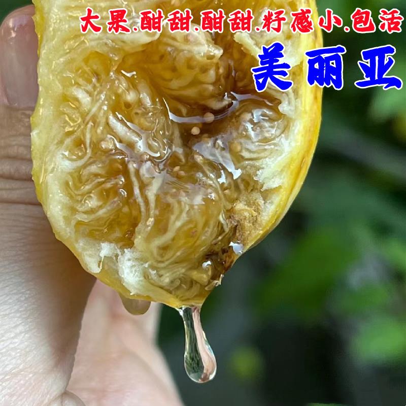 大果美丽亚无花果苗南北方种植苗