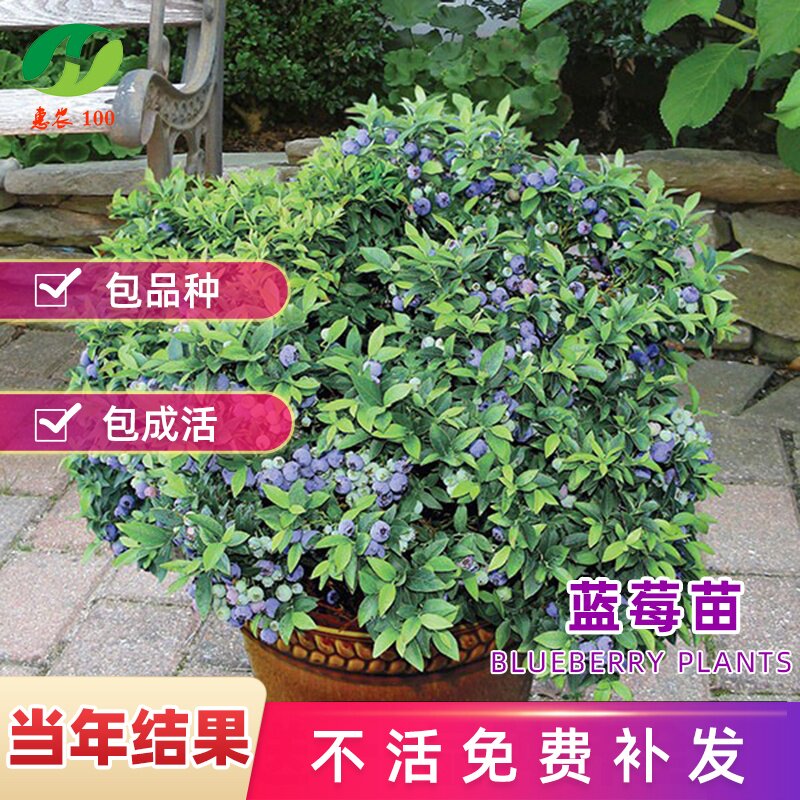蓝莓树果苗蓝莓苗大果盆栽地栽带土果树苗南方北方四季种植苗果树