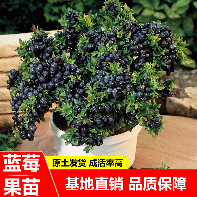 蓝莓树果苗盆栽地南北方种