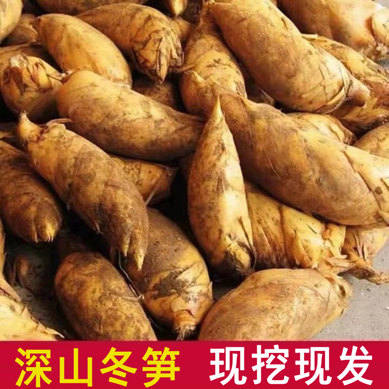 新鲜冬笋2025现挖黄泥竹笋野生正宗嫩毛笋腌笃鲜去老根春雷竹笋5