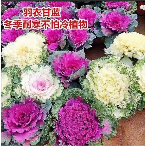 速发羽衣甘蓝花花盆栽植物观赏绿化苗园庭院台花卉彩色观叶植物耐