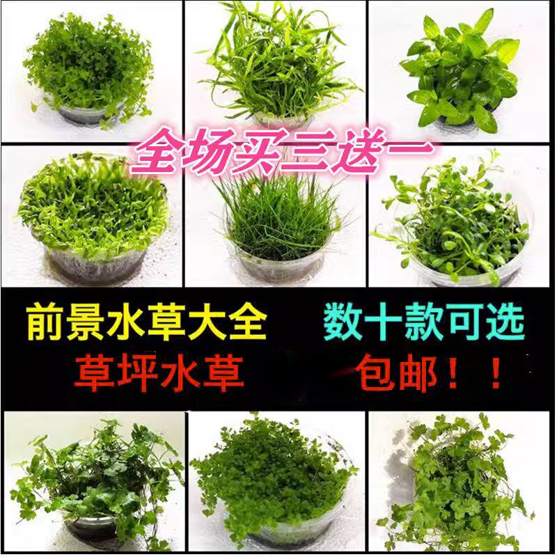 速发鱼缸淡水前景草坪水草挖耳迷你珍珠趴地牛花天胡南美柱毛水Y