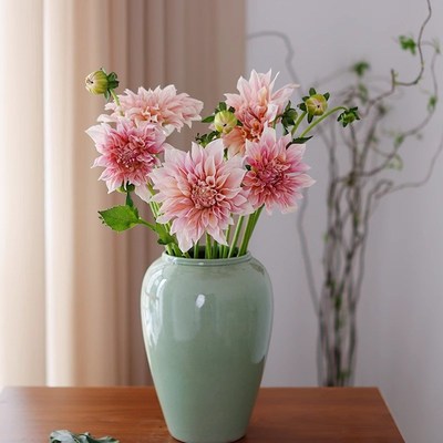 速发植油桃子大丽花鲜切花款花束云南直发真奶绿花水培插花