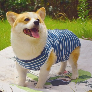 速发柴基柯犬公母绝育服术后四复服断奶防掉毛防舔防脏康脚衣