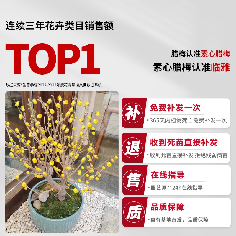 速发地梅花盆栽室内名贵花卉盆栽易活四季庭植腊栽台老桩绿院物