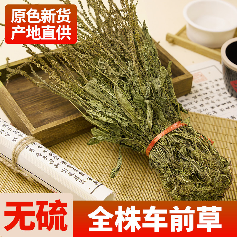 全株车前草正品新鲜干货全穗带根整株新货车前草茶泡煮水喝中药材