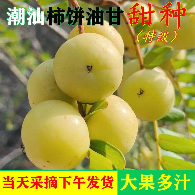 新鲜采摘青油甘果余甘果牛甘果滇橄榄果油柑酸水果余甘子1斤包邮