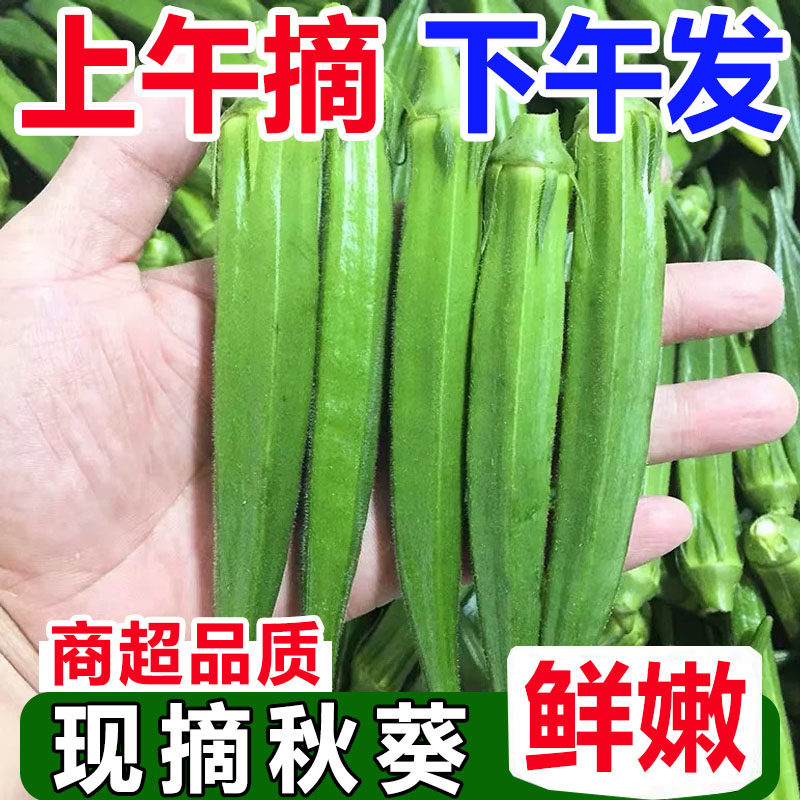 【现摘包嫩】新鲜秋葵5斤现摘福建蔬菜凉拌菜整箱包邮