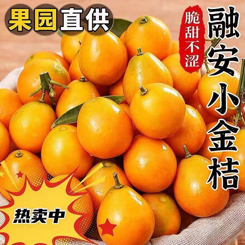 广西脆皮金桔新鲜现摘水果橘子纯甜蜜砂糖金柑应当季整箱