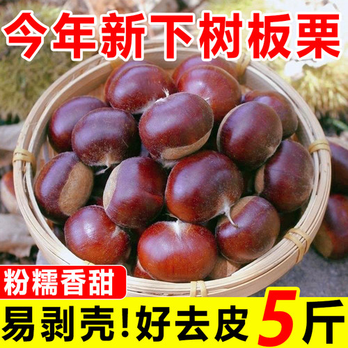云南新鲜板栗2026新货高原直供个大饱满粉糯大果包邮带壳当季现摘