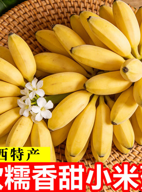 现摘广西小米蕉当季新鲜水果10斤整箱自然熟苹果蕉香蕉帝皇焦粉焦