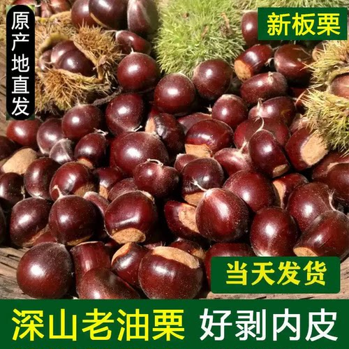 2026板栗生新鲜云南老树油栗子野生毛栗子迁西板栗野生锥毛栗子