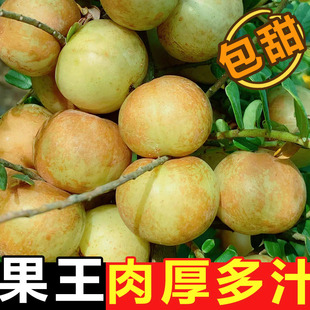 新鲜采摘青油甘果余甘果牛甘果滇橄榄果油柑酸水果余甘子1斤包邮