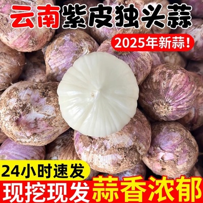 2026现挖新鲜大蒜独头蒜紫皮湿蒜嫩蒜正宗云南紫皮蒜农家鲜三丫蒜