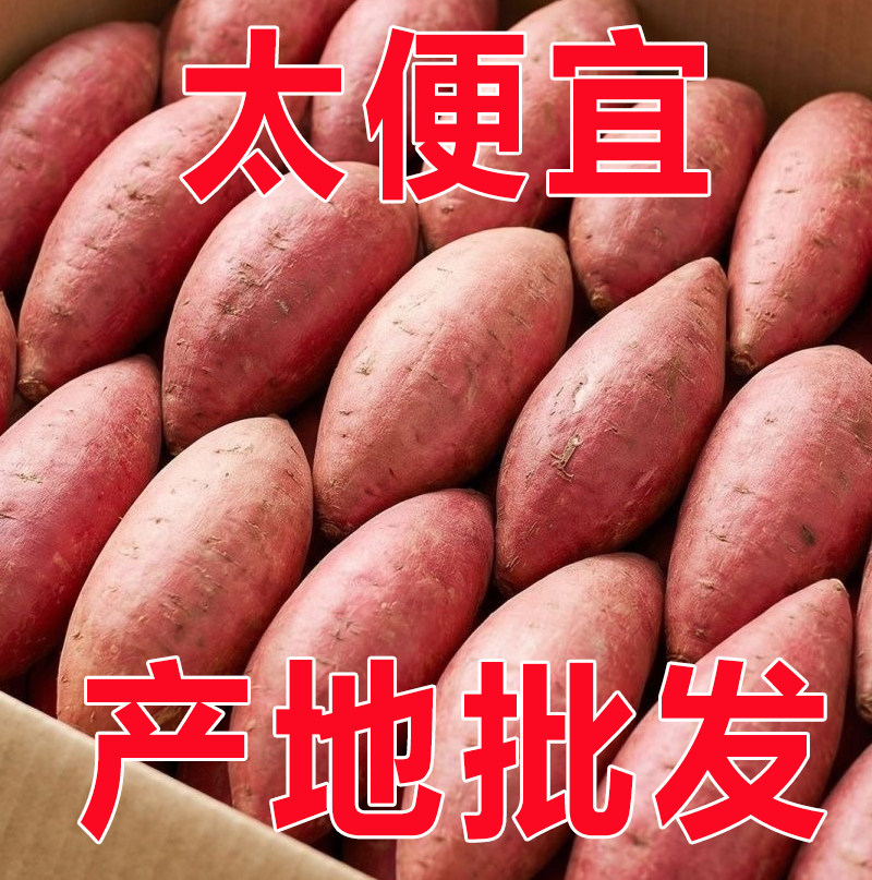 现货红薯新鲜现挖农家地瓜沙地小山芋包邮5自种番薯板栗红薯蜜薯