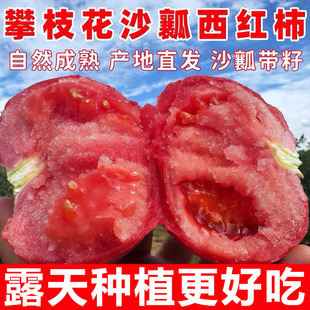 攀枝花沙瓤西红柿新鲜9斤自然熟高山露天种植农家蔬菜老品种番茄