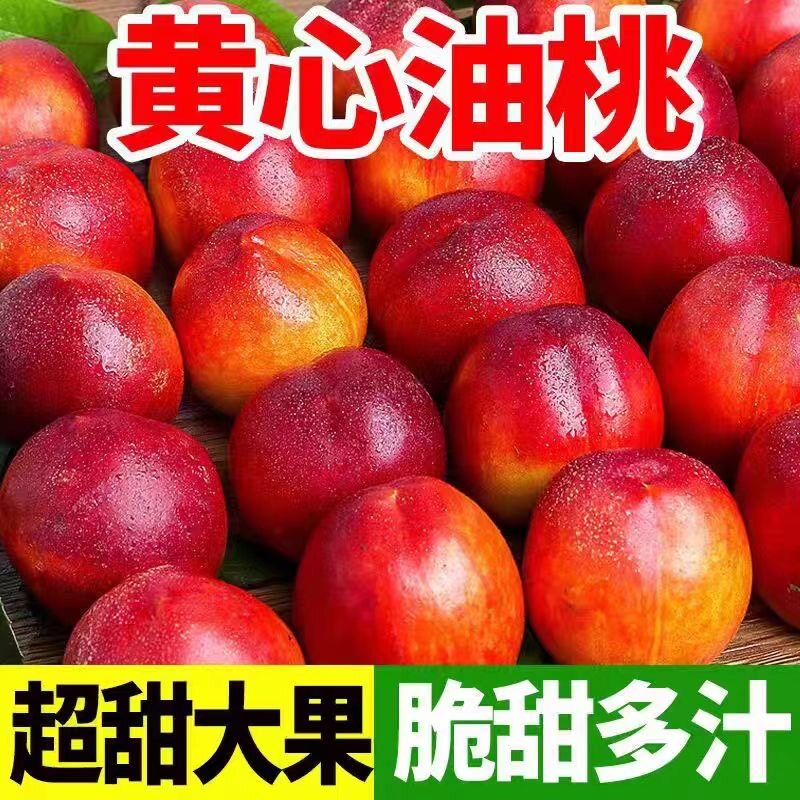 2026年黄心油桃应季水果软硬两吃多汁软桃新鲜时令当季桃子甜蜜桃