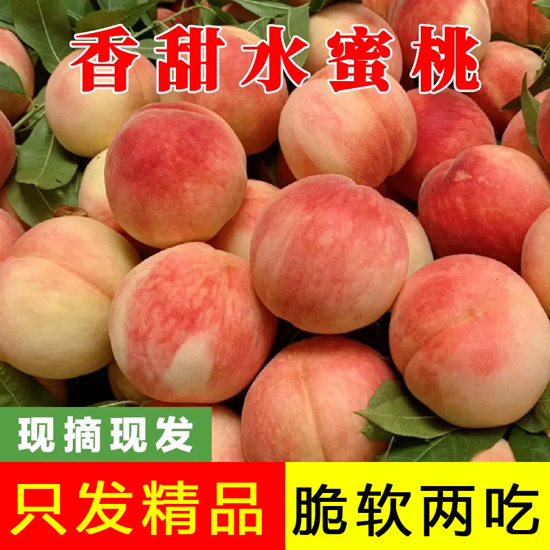 新鲜水蜜桃桃子农家当季水果整箱时令毛桃子蜜红大果脆甜可口