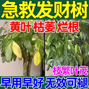 发财树专用营养液黄叶枯叶烂根黄斑叶斑病杀菌剂促生根猛发芽肥料