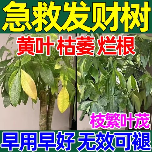 治黄叶枯叶烂根