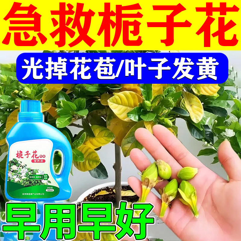 栀子花肥料专用肥防叶子发黄枯萎掉苞不开花栀子花生根促花营养液