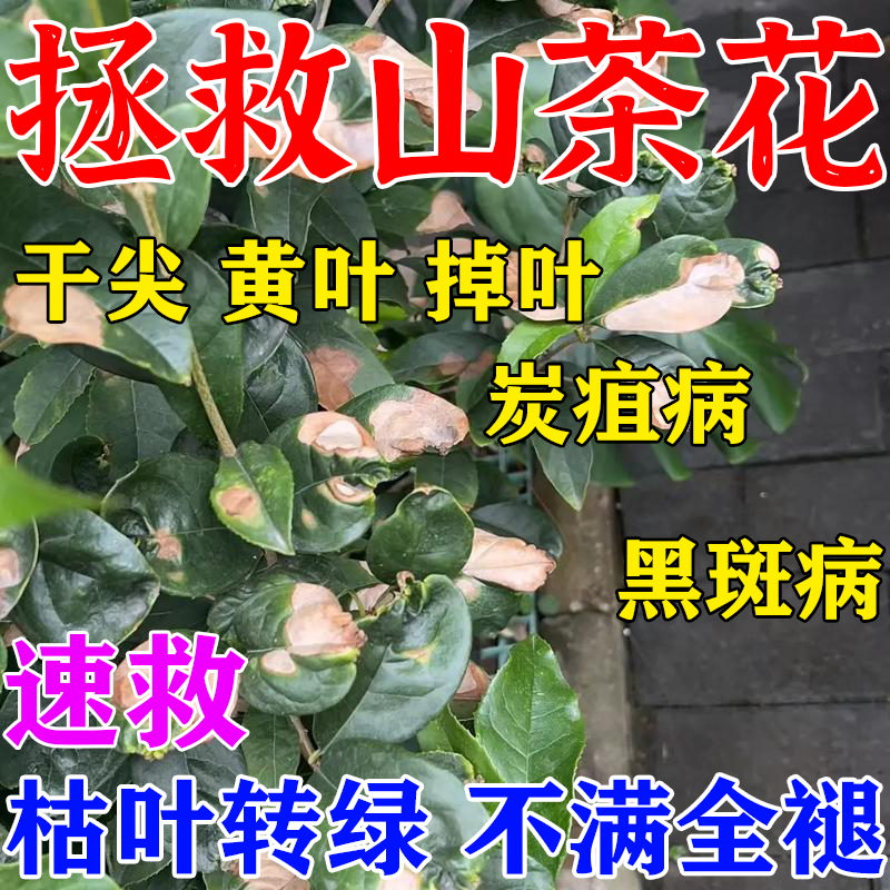 山茶花黑斑病专用药炭疽病杀菌剂